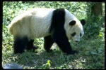 panda2a.jpg (6557 bytes) 