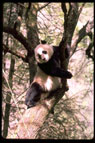 panda4a.jpg (6572 bytes) 
