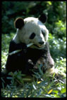 panda5a.jpg (6572 bytes) 