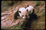 panda6a.jpg (6572 bytes) 